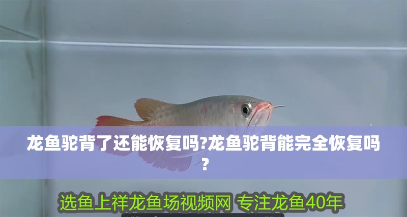 龍魚駝背了還能恢復嗎?龍魚駝背能完全恢復嗎？