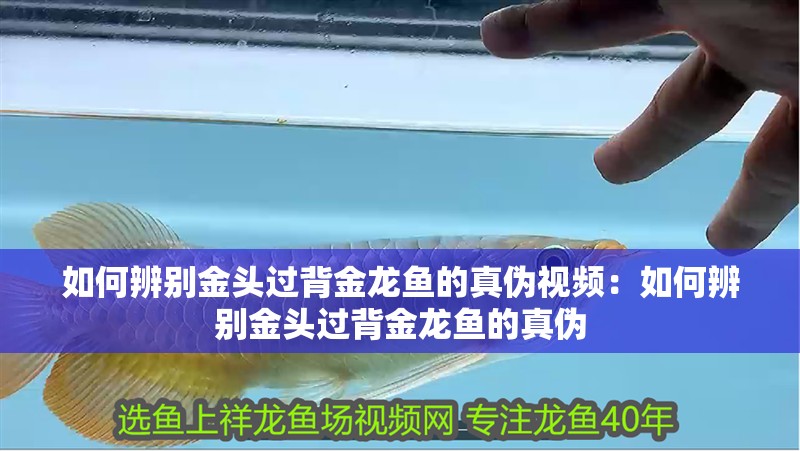如何辨別金頭過背金龍魚的真偽視頻：如何辨別金頭過背金龍魚的真偽