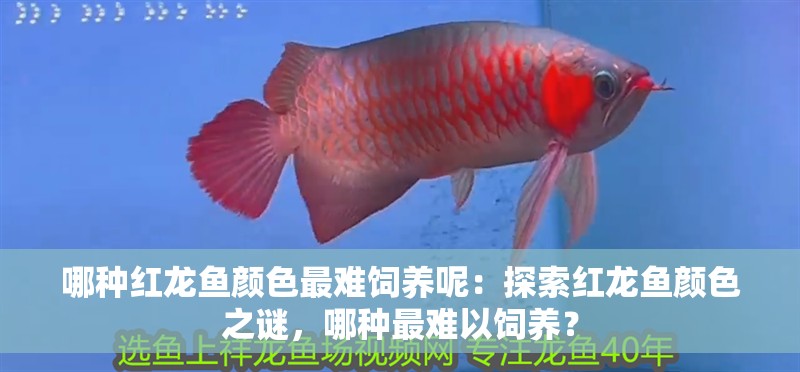 哪種紅龍魚顏色最難飼養呢：探索紅龍魚顏色之謎，哪種最難以飼養？
