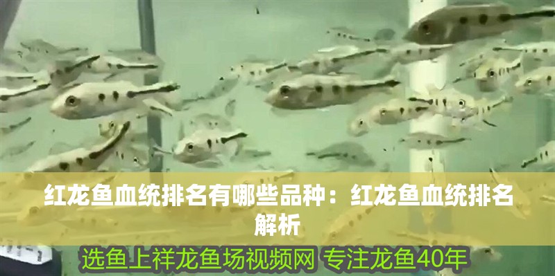 紅龍魚血統(tǒng)排名有哪些品種：紅龍魚血統(tǒng)排名解析