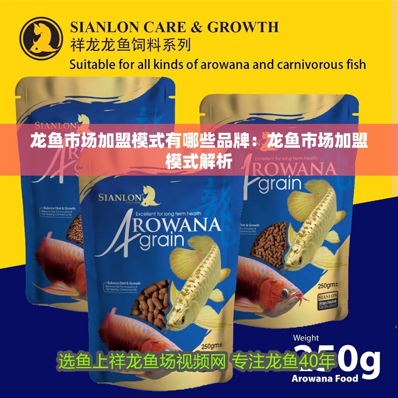 龍魚市場加盟模式有哪些品牌：龍魚市場加盟模式解析