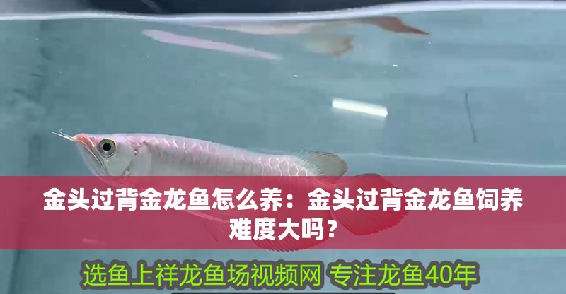 金頭過背金龍魚怎么養(yǎng)：金頭過背金龍魚飼養(yǎng)難度大嗎？
