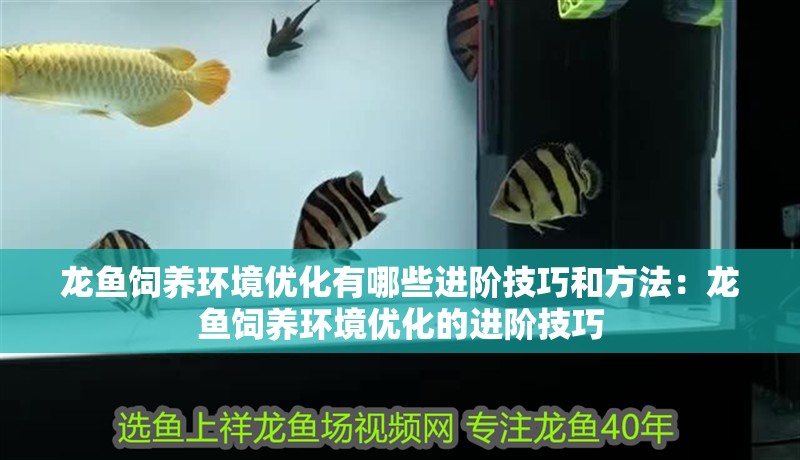 龍魚飼養環境優化有哪些進階技巧和方法：龍魚飼養環境優化的進階技巧