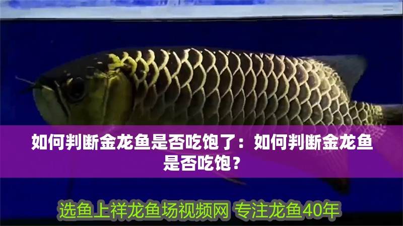 如何判斷金龍魚(yú)是否吃飽了：如何判斷金龍魚(yú)是否吃飽？