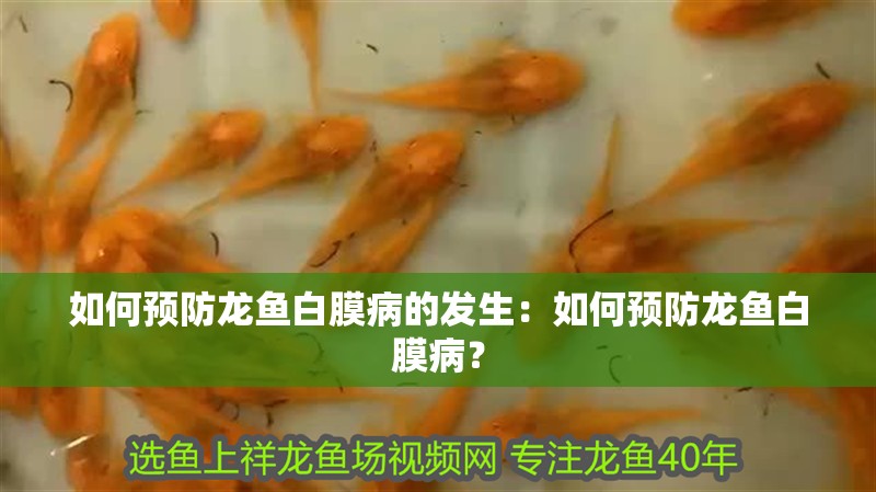 如何預(yù)防龍魚白膜病的發(fā)生：如何預(yù)防龍魚白膜病？