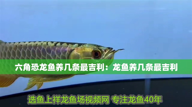 六角恐龍魚養幾條最吉利：龍魚養幾條最吉利