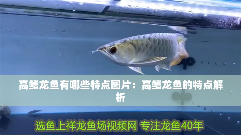 高鰭龍魚有哪些特點圖片：高鰭龍魚的特點解析