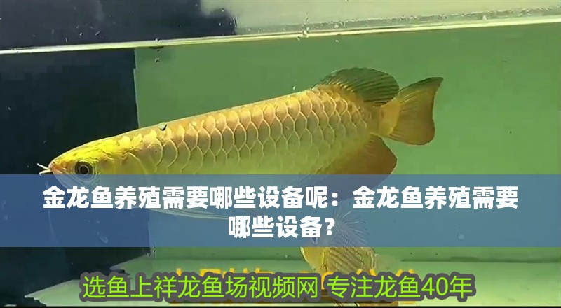 金龍魚養(yǎng)殖需要哪些設(shè)備呢：金龍魚養(yǎng)殖需要哪些設(shè)備？