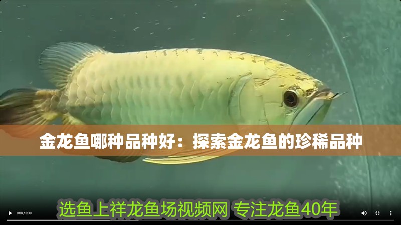 金龍魚哪種品種好：探索金龍魚的珍稀品種