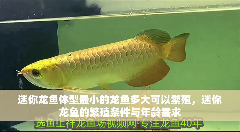 迷你龍魚體型最小的龍魚多大可以繁殖，迷你龍魚的繁殖條件與年齡需求
