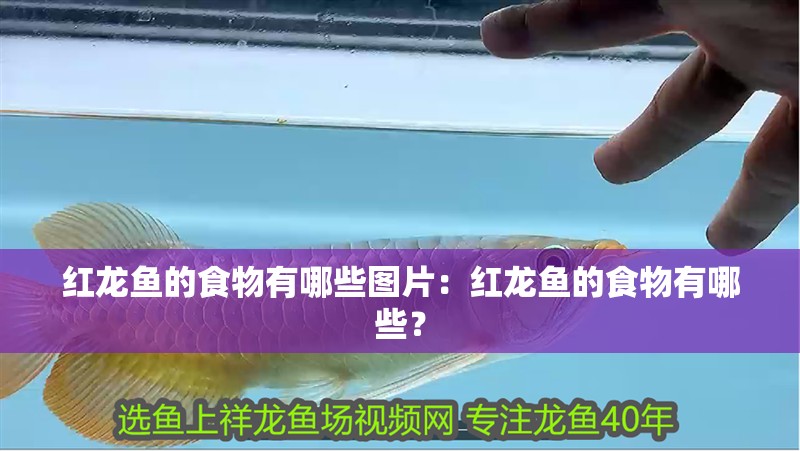 紅龍魚的食物有哪些圖片：紅龍魚的食物有哪些？