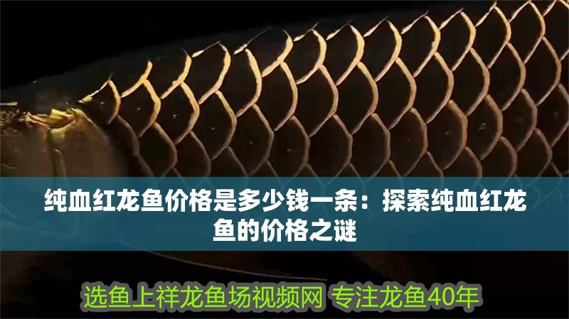 純血紅龍魚價格是多少錢一條：探索純血紅龍魚的價格之謎