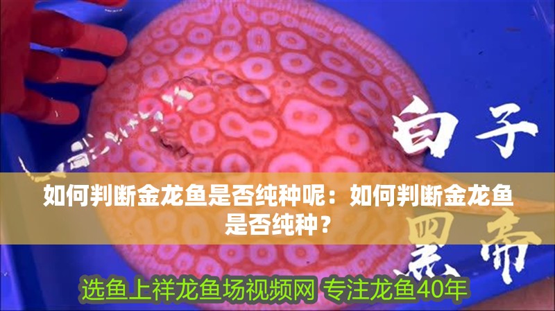 如何判斷金龍魚(yú)是否純種呢：如何判斷金龍魚(yú)是否純種？
