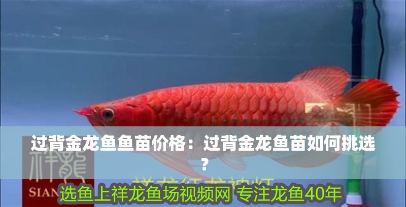 過背金龍魚魚苗價格：過背金龍魚苗如何挑選？