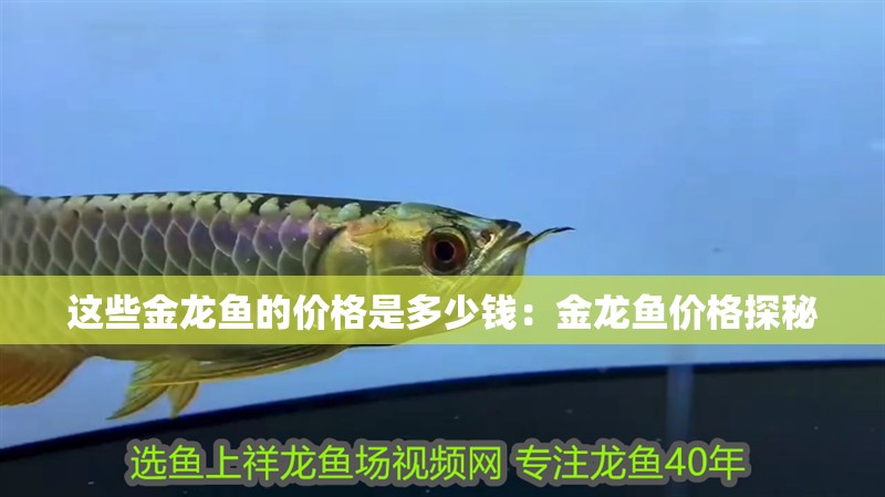 這些金龍魚的價(jià)格是多少錢：金龍魚價(jià)格探秘