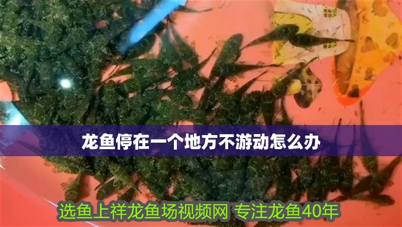 龍魚停在一個地方不游動怎么辦
