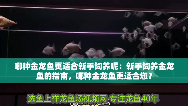 哪種金龍魚更適合新手飼養呢：新手飼養金龍魚的指南，哪種金龍魚更適合您？