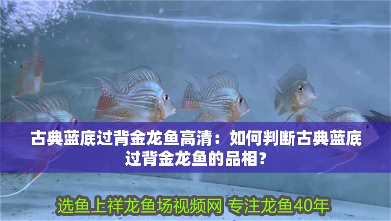 古典藍底過背金龍魚高清：如何判斷古典藍底過背金龍魚的品相？