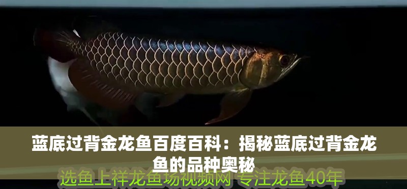 藍(lán)底過背金龍魚百度百科：揭秘藍(lán)底過背金龍魚的品種奧秘