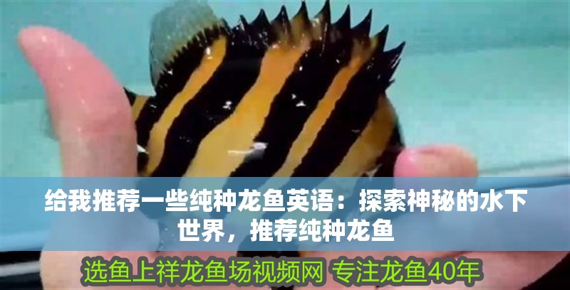給我推薦一些純種龍魚英語：探索神秘的水下世界，推薦純種龍魚