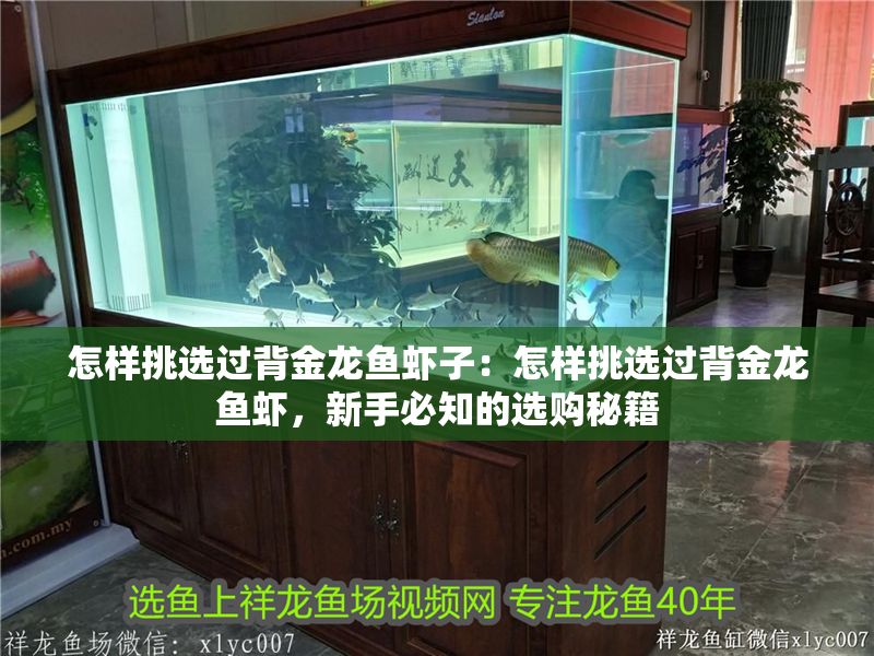 怎樣挑選過背金龍魚蝦子：怎樣挑選過背金龍魚蝦，新手必知的選購秘籍