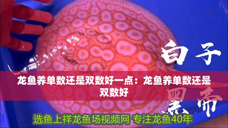 龍魚養單數還是雙數好一點：龍魚養單數還是雙數好