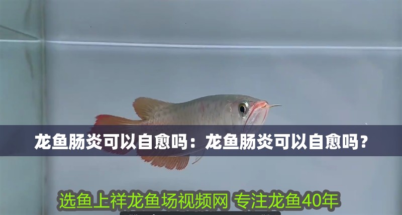 龍魚腸炎可以自愈嗎：龍魚腸炎可以自愈嗎？