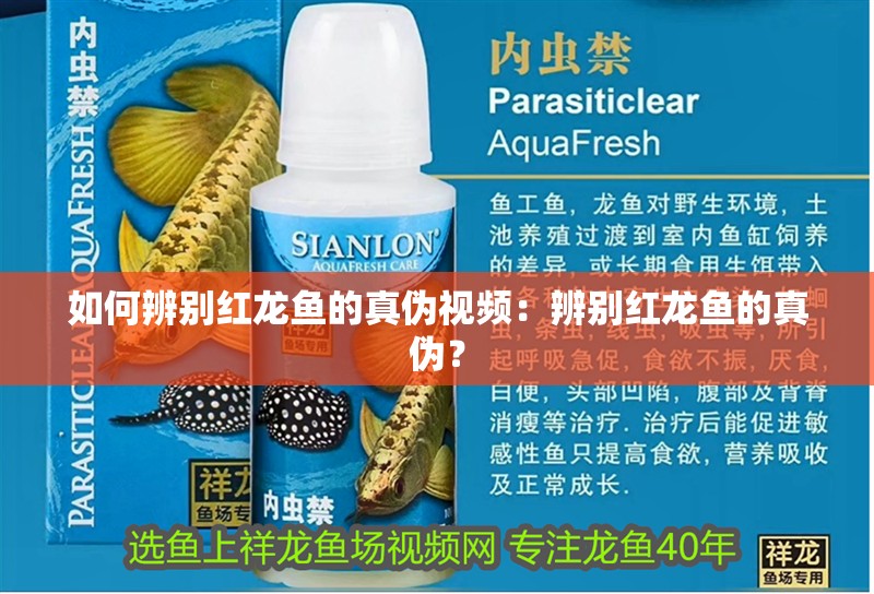 如何辨別紅龍魚的真偽視頻：辨別紅龍魚的真偽？