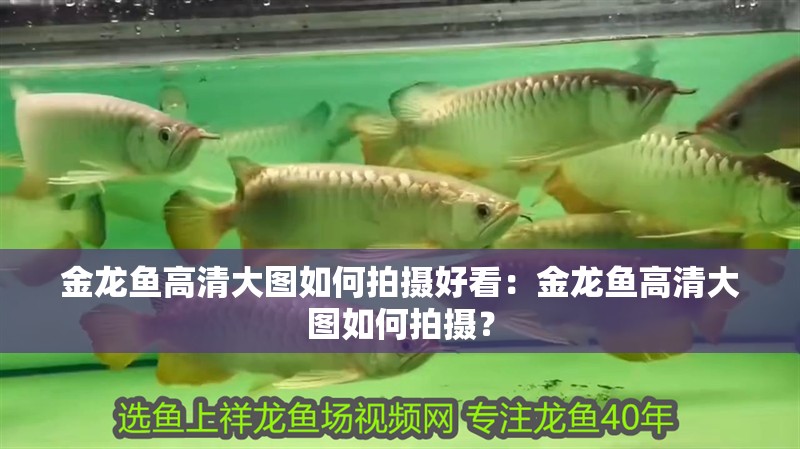 金龍魚高清大圖如何拍攝好看：金龍魚高清大圖如何拍攝？
