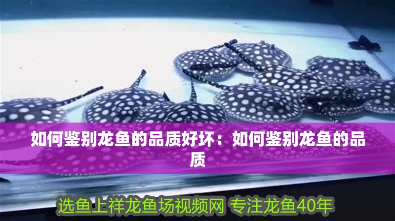 如何鑒別龍魚的品質好壞：如何鑒別龍魚的品質