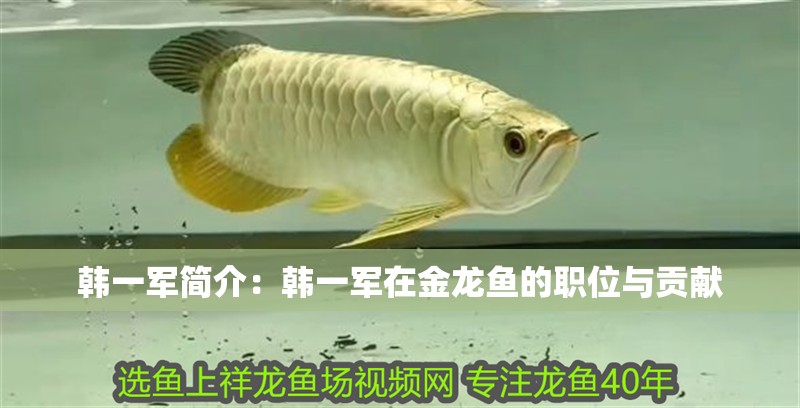 韓一軍簡介：韓一軍在金龍魚的職位與貢獻