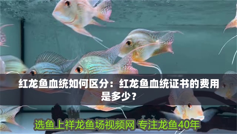 紅龍魚血統如何區分：紅龍魚血統證書的費用是多少？