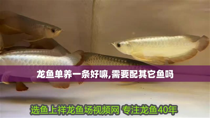 龍魚單養一條好嘛,需要配其它魚嗎
