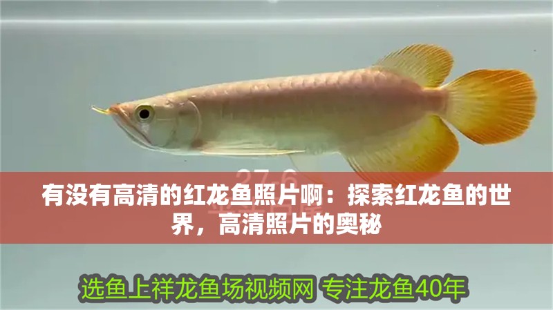 有沒有高清的紅龍魚照片啊：探索紅龍魚的世界，高清照片的奧秘