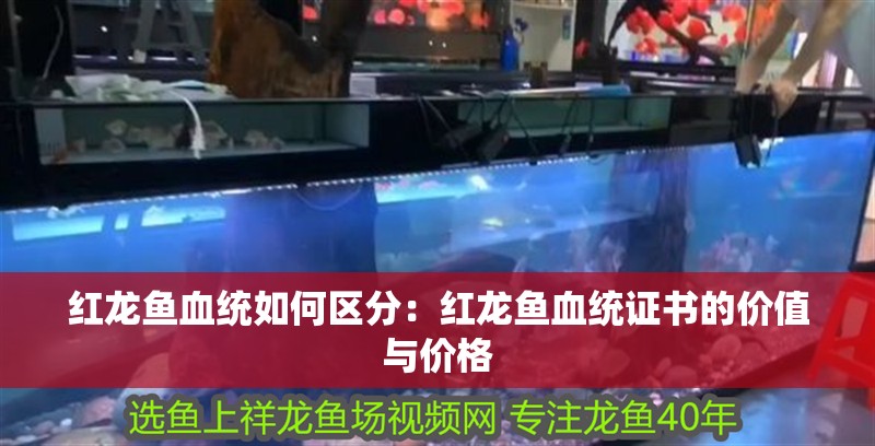 紅龍魚血統(tǒng)如何區(qū)分：紅龍魚血統(tǒng)證書的價值與價格