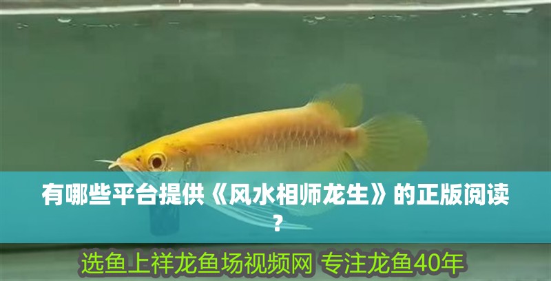 有哪些平臺提供《風水相師龍生》的正版閱讀？
