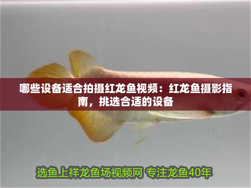 哪些設備適合拍攝紅龍魚視頻：紅龍魚攝影指南，挑選合適的設備