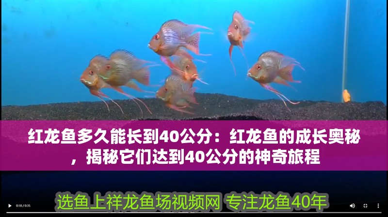 紅龍魚多久能長到40公分：紅龍魚的成長奧秘，揭秘它們達到40公分的神奇旅程