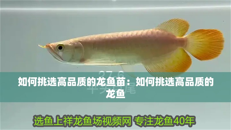 如何挑選高品質(zhì)的龍魚(yú)苗：如何挑選高品質(zhì)的龍魚(yú)