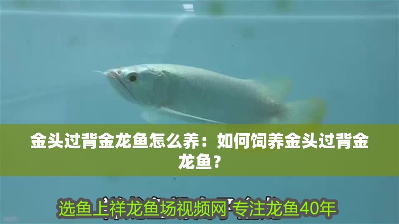金頭過背金龍魚怎么養：如何飼養金頭過背金龍魚？