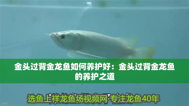 金頭過背金龍魚如何養護好：金頭過背金龍魚的養護之道