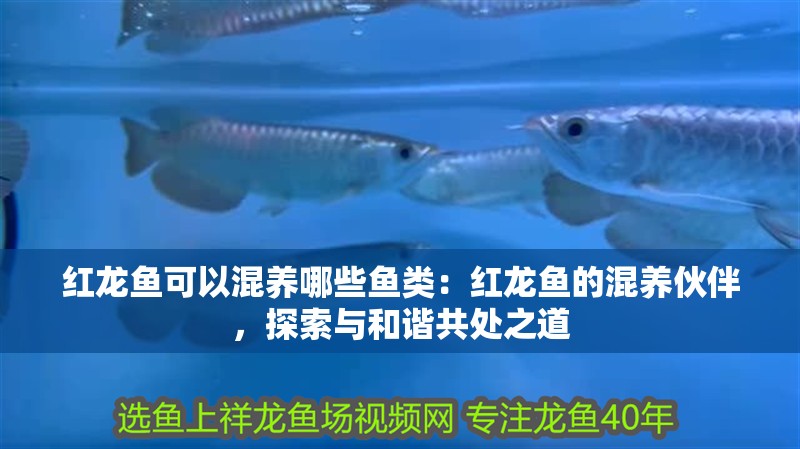 紅龍魚可以混養哪些魚類：紅龍魚的混養伙伴，探索與和諧共處之道