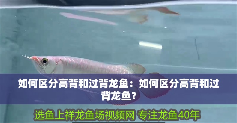 如何區分高背和過背龍魚：如何區分高背和過背龍魚？