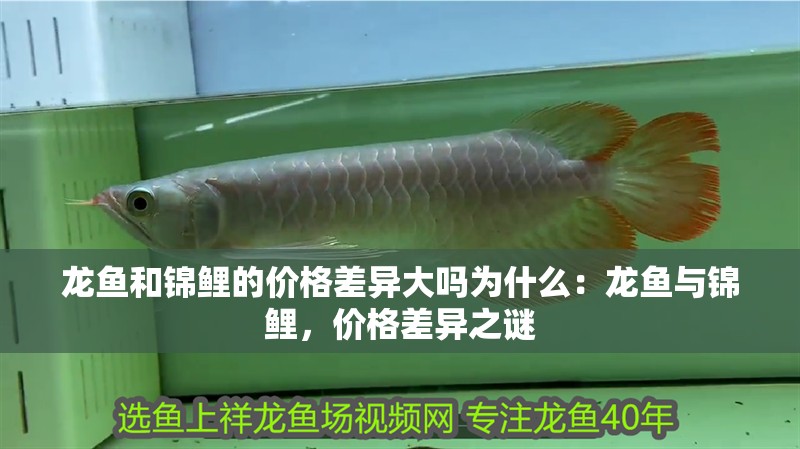 龍魚和錦鯉的價格差異大嗎為什么：龍魚與錦鯉，價格差異之謎