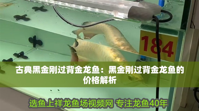 古典黑金剛過背金龍魚：黑金剛過背金龍魚的價格解析