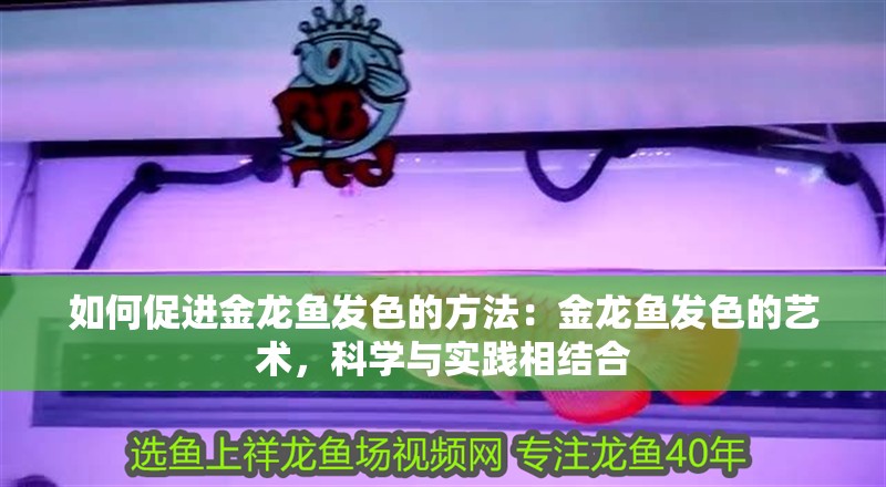 如何促進金龍魚發色的方法：金龍魚發色的藝術，科學與實踐相結合