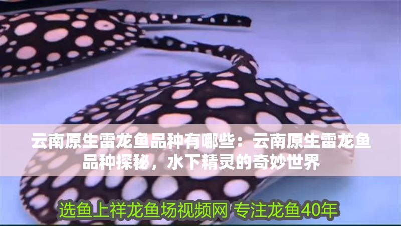 云南原生雷龍魚品種有哪些：云南原生雷龍魚品種探秘，水下精靈的奇妙世界