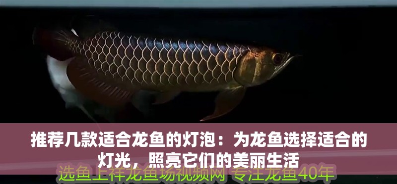 推薦幾款適合龍魚的燈泡：為龍魚選擇適合的燈光，照亮它們的美麗生活