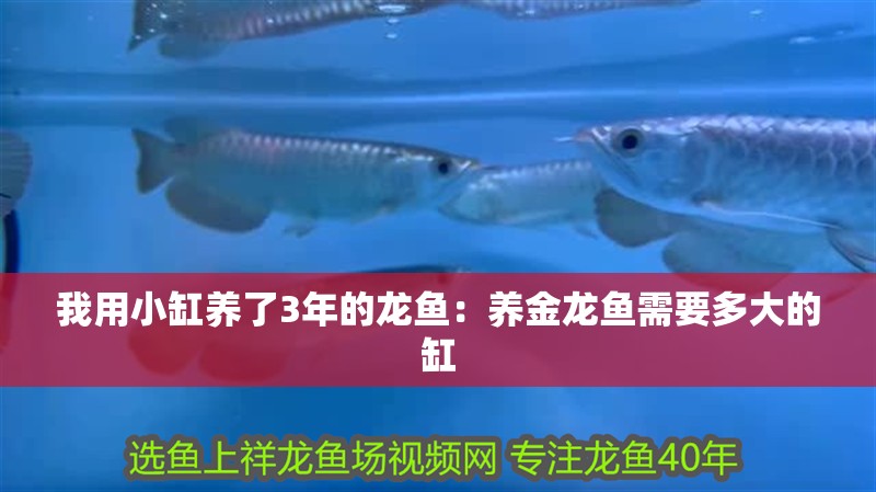 我用小缸養了3年的龍魚：養金龍魚需要多大的缸
