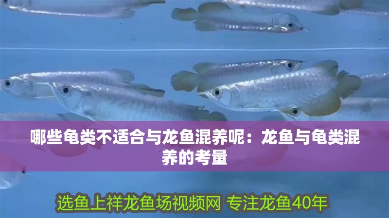 哪些龜類(lèi)不適合與龍魚(yú)混養(yǎng)呢：龍魚(yú)與龜類(lèi)混養(yǎng)的考量